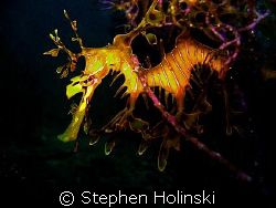 Dragon in the Weeds.  Leafy Sea Dragon, taken in S. AUS. ... by Stephen Holinski 